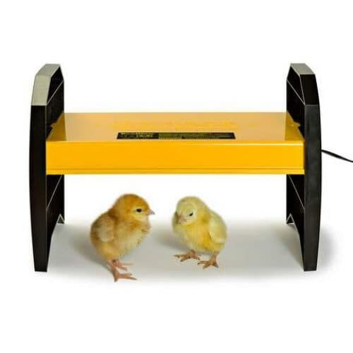 Chick Brooder